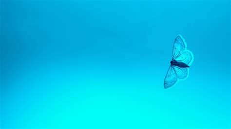 Blue Butterfly 4k, HD Animals, 4k Wallpapers, Images, Backgrounds, Photos and Pictures