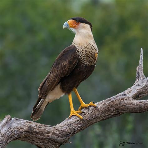 Crested Caracara | Bird species, Animals, I like birds