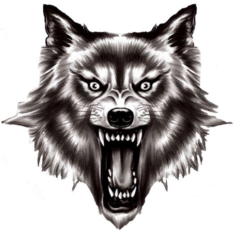 Wolf Transparent Image | PNG Play