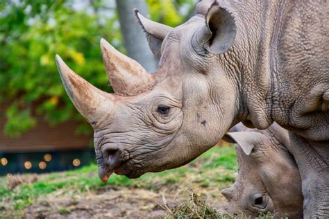 Close View of a Black Rhino Head Stock Image - Image of face, wildlife ...