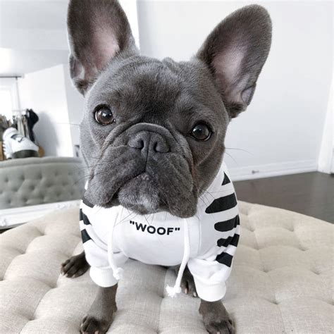 "Woof" Dog Hoodie For Frenchies With Attitude (3 Colors) - Ask Frankie