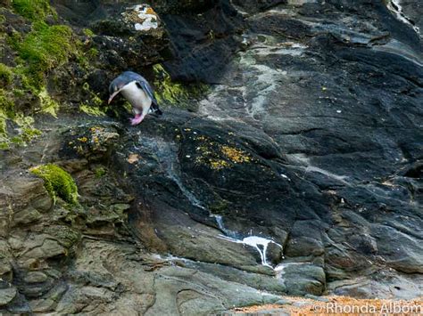 Rare Yellow-Eyed Penguins at Katiki Point Lighthouse in NZ