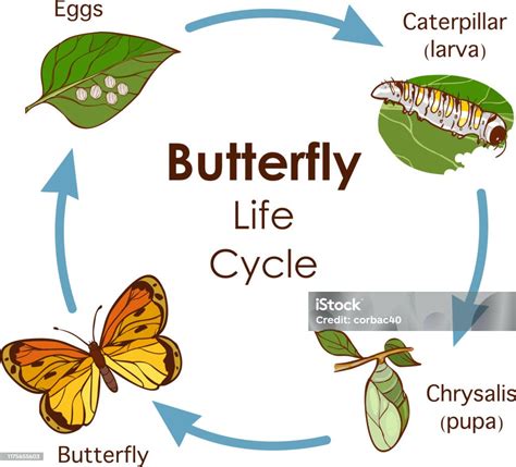 Infographic About Butterfly Life Cycle Vector Free Download | Images ...