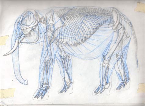 elephant anatomy by Pangolinn on DeviantArt