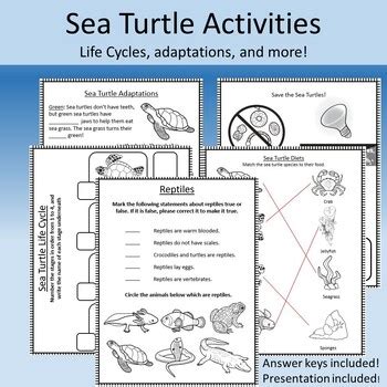 Sea Turtles and Reptiles- Life Cycles, Adaptations, and Classification