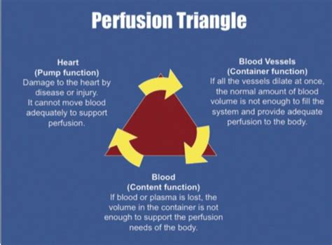 Perfusion Triangle | Emt study, Cardiovascular system, Emt