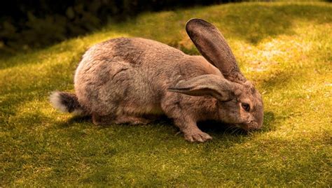 Continental Giant Rabbit Lifespan, Cost, Breeds and for Sale