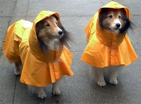 Top 5 Best Waterproof Dog Raincoats With Hood — 2024 EDITION