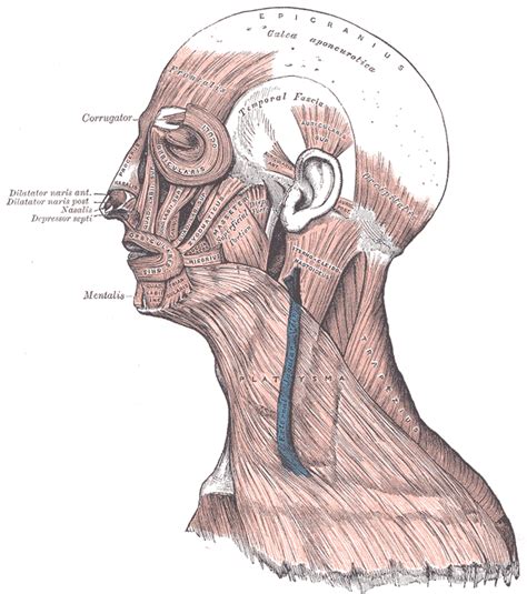 Temporal fascia - wikidoc