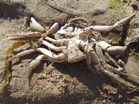 Dead crab | Crab, Animals, Photography