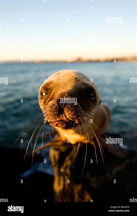 a baby seal at the ocean Stock Photo - Alamy