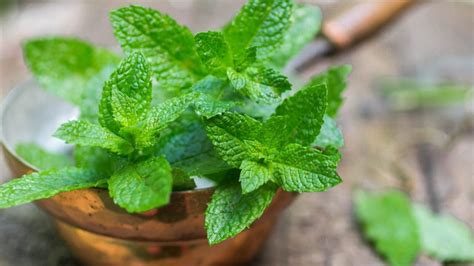 Will Peppermint Help Your Bloated Belly?