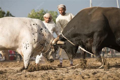 Two bulls fighting – Stock Editorial Photo © katiekk #124046962