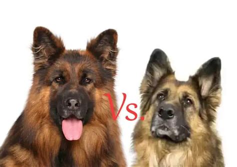 King Shepherd Vs. German Shepherd: An In-Depth Comparison