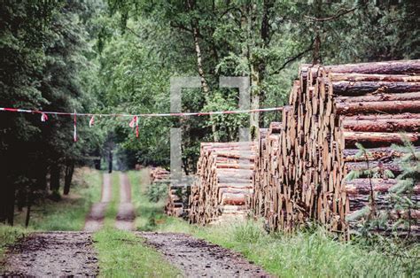 Logging industry — Photo — Lightstock