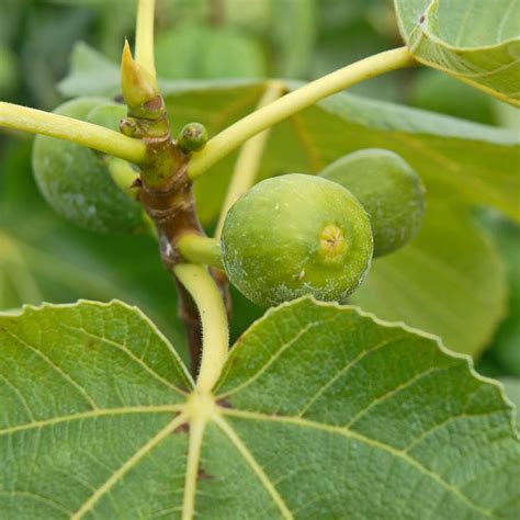 Buy Green Fig Common Fig Tree Patio Fruit Trees Plant Hardy Shrub ...