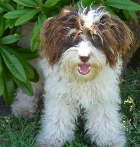 6 Best Giant Schnoodle Breeders in the U.S.!