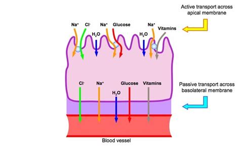 #111 Production of urine in a nephron - Ultrafiltration and reabsorption | Biology Notes for A level