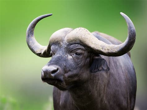 Cape Buffalo Facts - CRITTERFACTS