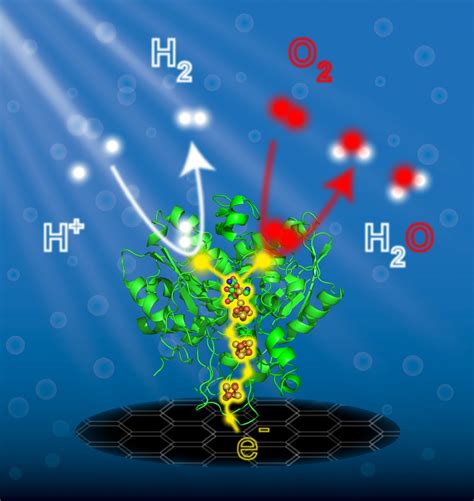 Insight into the Catalytic Cycle of Hydrogenases: Inspiration for the ...