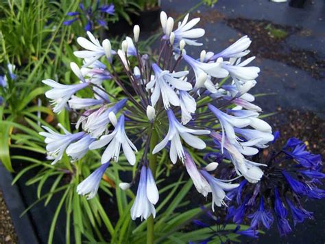 Agapanthus Care Guide: How To Grow Your African Lily | DIY Garden