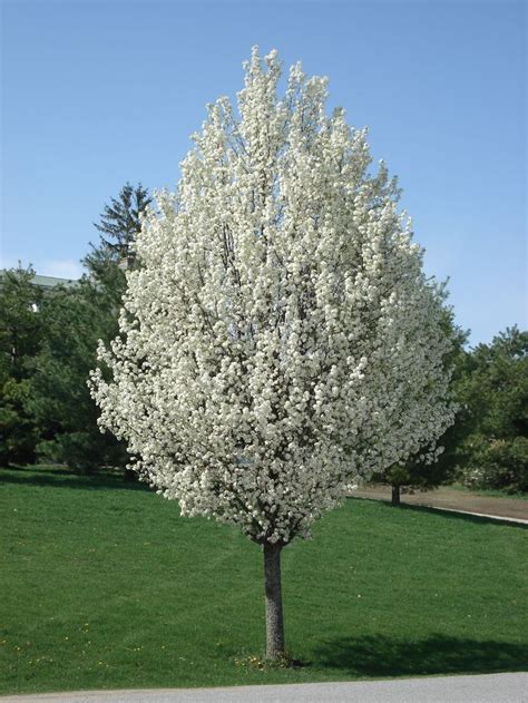 Ornamental Pear Tree Varieties | Javascript is required to view this ...