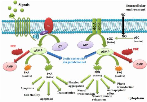 1 Signal Transduction pathway | Download Scientific Diagram