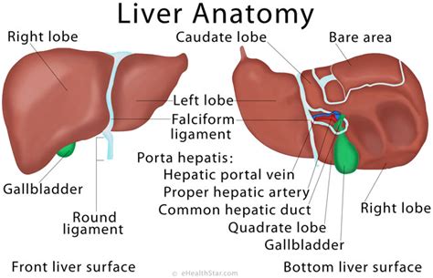 Liver Anatomy, Location and Function | eHealthStar