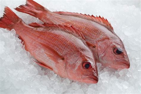 Red Snapper vs Vermillion - How to Tell the Difference - Fishmasters.com