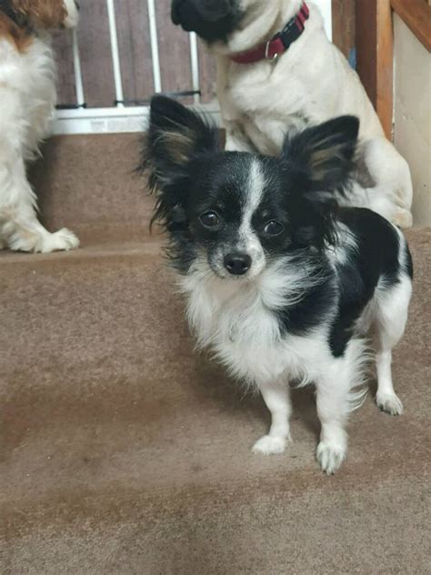 Black & White Long Haired Teacup Male Chihuahua | in Donaghadee, County Down | Gumtree