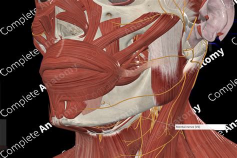 Mental Nerve | Complete Anatomy