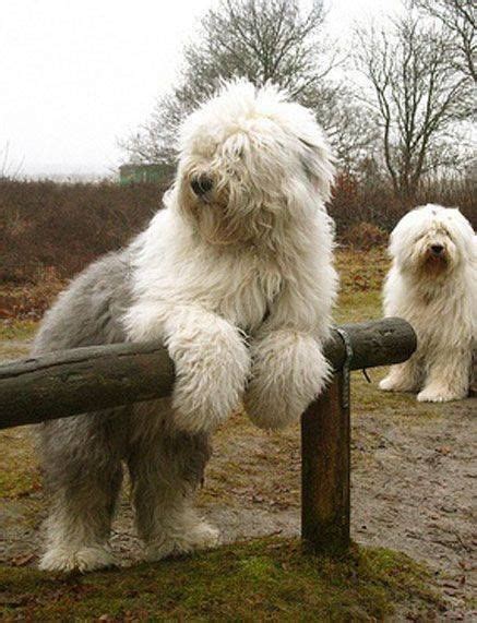 Old English Sheepdogs have their huge and distinctive coat, but contrary to what you might think ...