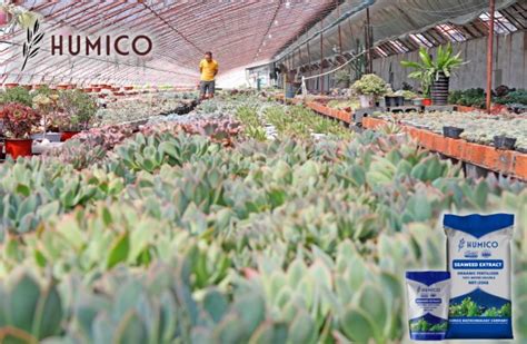 Exploring the Benefits of Ascophyllum Nodosum for Plants - Humico