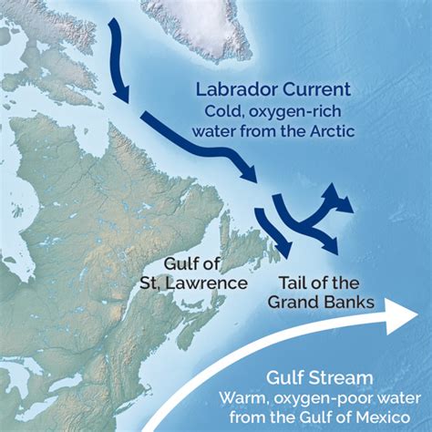 Ocean circulation change suffocating Gulf of St. Lawrence