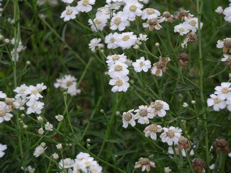 Achillea ptarmica 'The Pearl' Sneezewort, Shirtbuttons Z 3-9 - Heritage ...