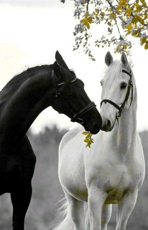 Love 💓 | Pretty horses, Beautiful horses, Horse photos