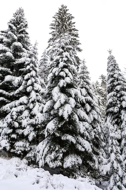 Premium Photo | Winter landscape high and snowy spruce trees in a deep forest