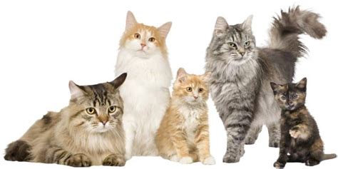 What Do You Call a Group Of Cats? | Cat Breeds FAQ