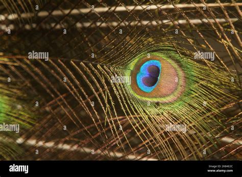 a peacock feather pattern Stock Photo - Alamy