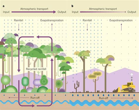 What Is A Rainforest? - Toucan