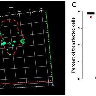 Transfection efficiency 24 hours after electrotransfer of plasmid DNA ...