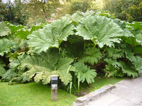 Mammutblad – Gunnera manicata – Bjarne's frø og planter