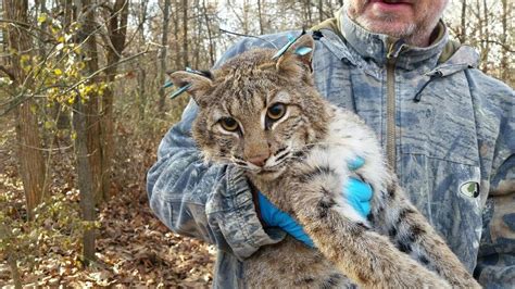 New Illinois law results in Bobcat Hunting and Trapping Season changes | KHQA