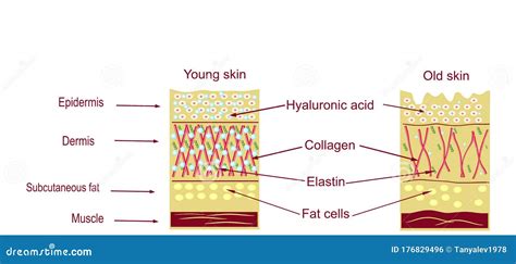 The Anatomical Structure of the Skin. Elastin, Hyaluronic Acid ...