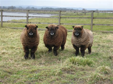 British rare & traditional sheep breeds - The Accidental Smallholder