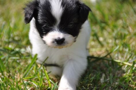 Teacup Papillon Puppy Black and White Colors | All Puppies Pictures and Wallpapers | Papillon ...