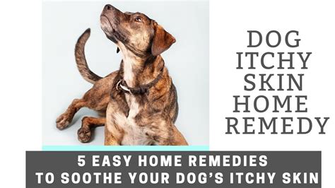 Dog itchy skin home remedy | 5 Easy Home Remedies To Soothe Your Dog’s Itchy Skin - YouTube