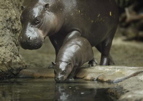 Baby pygmy hippo makes splashy debut at San Diego Zoo | Lifestyle ...