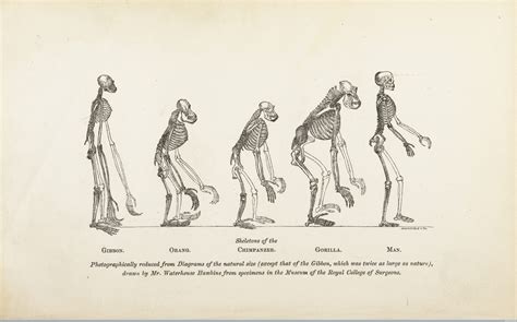 A World without Darwin | Science History Institute