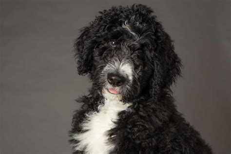 Bernedoodle Colors: Most Common, Most Expensive, And The Rarest